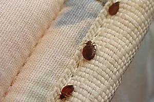 Bedbugs on mattress 