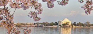 DC cherry blossoms