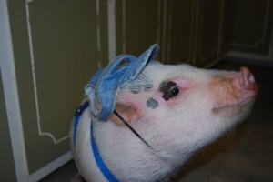 DSC_0361 Niblet