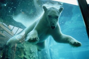central-park-zoo-polar-bear