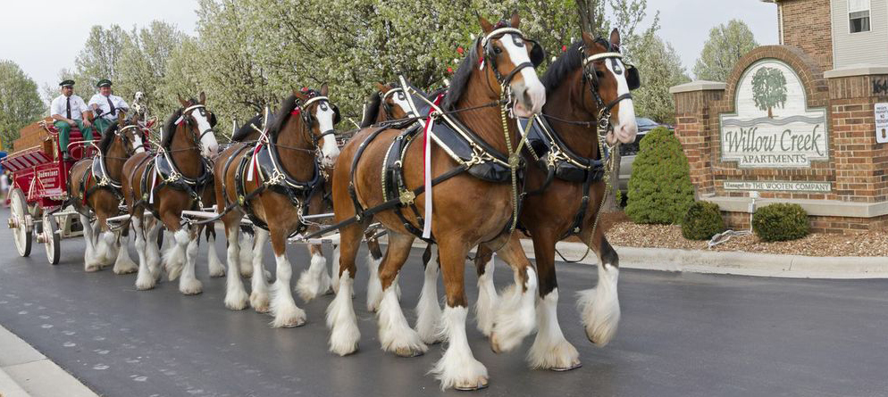 Clydesdales
