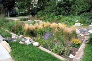 A rain garden watered by storm water runoff in Cleveland. Via reimaginingcleveland.org