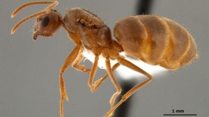 crazy-ants