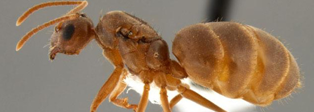 Tawny Crazy Ants