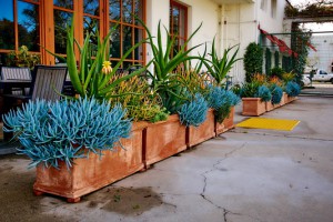 terra malia planter row