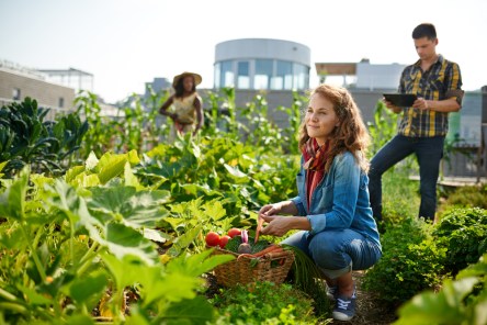 Community Gardens