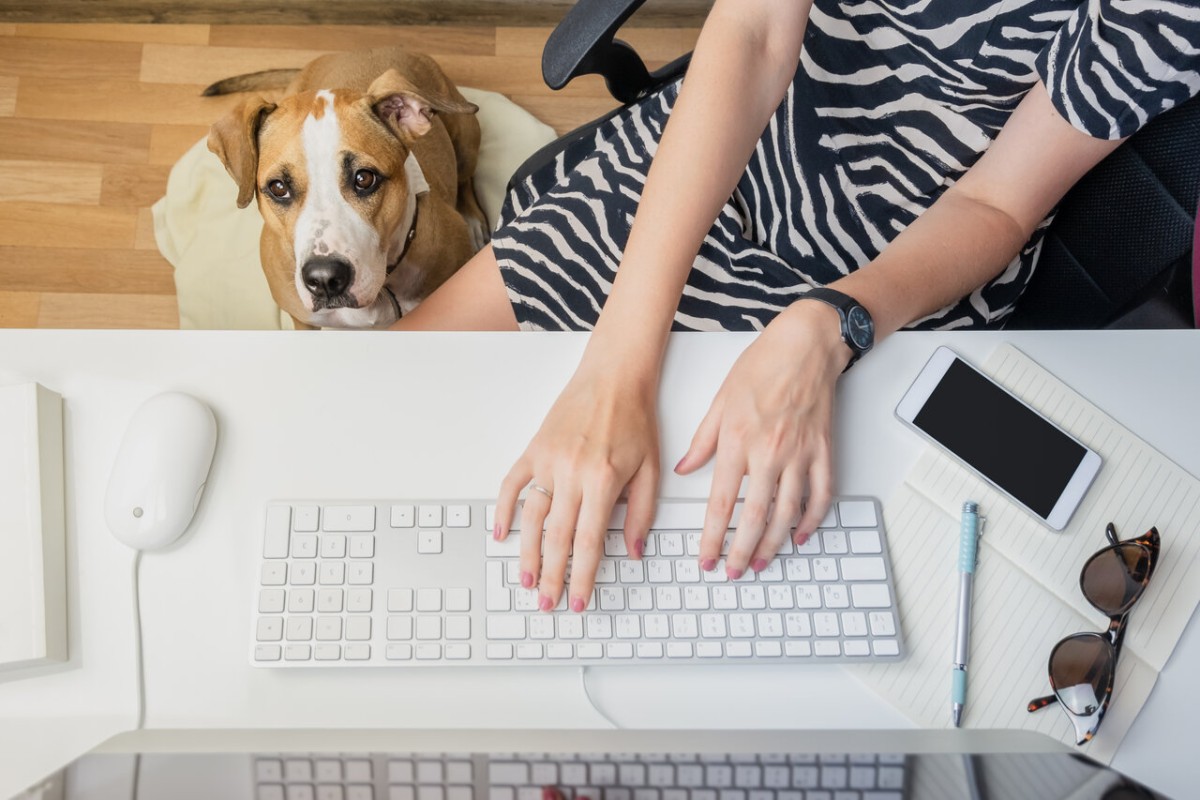 Semper fidelis- dog working with human