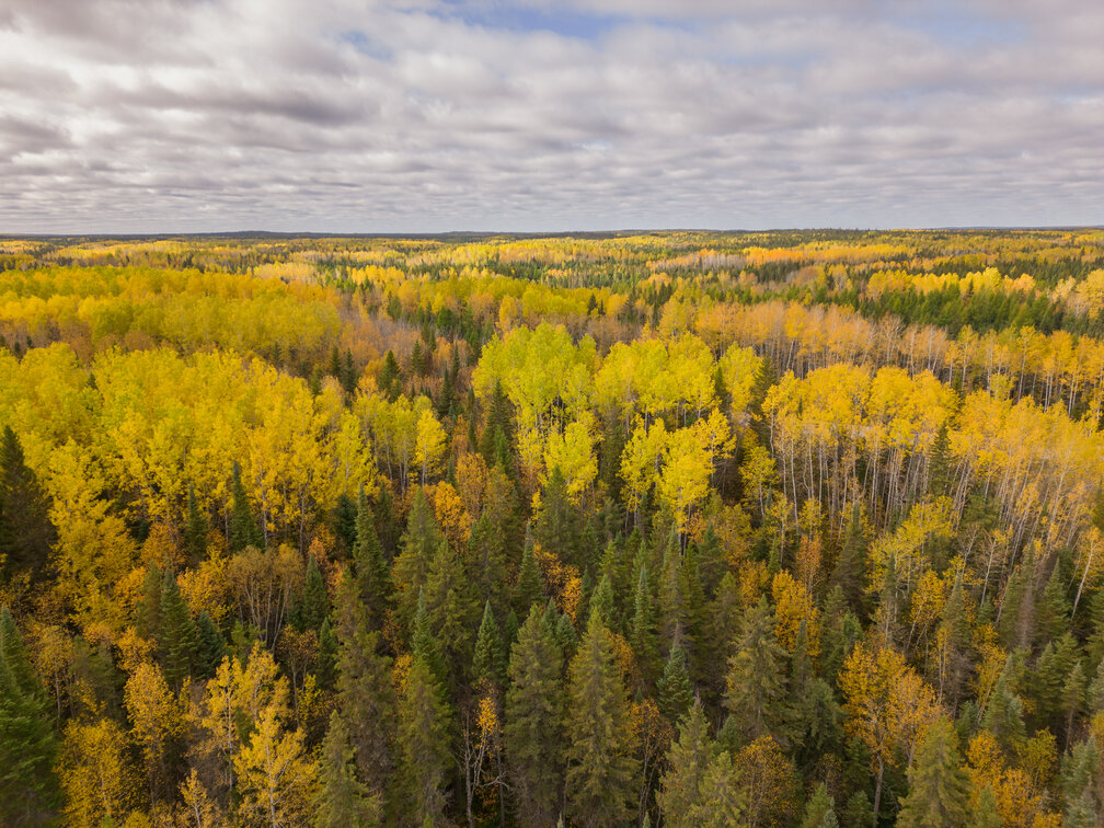 Nature Conservancy of Canada- Boreal Forest- Photo credit-Adam Bialo 