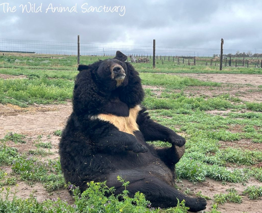 The Wild Animal Sanctuary, Dillan Asiatic black bear