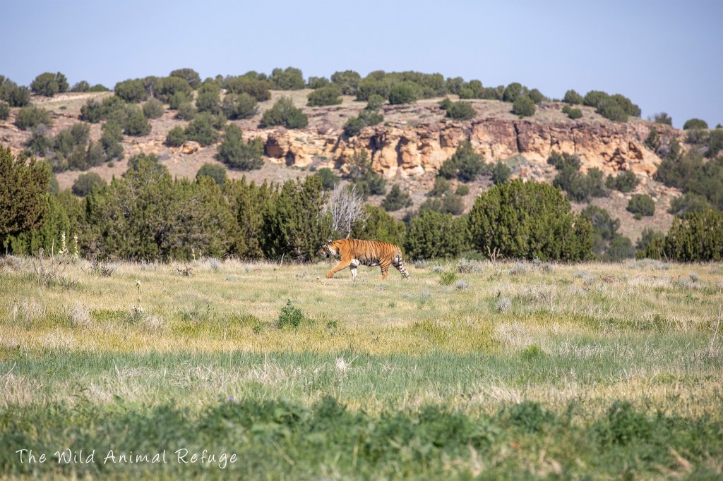 The Wild Animal Sanctuary