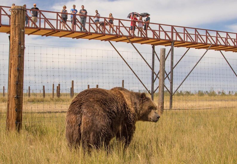 The Wild Animal Sanctuary, bear