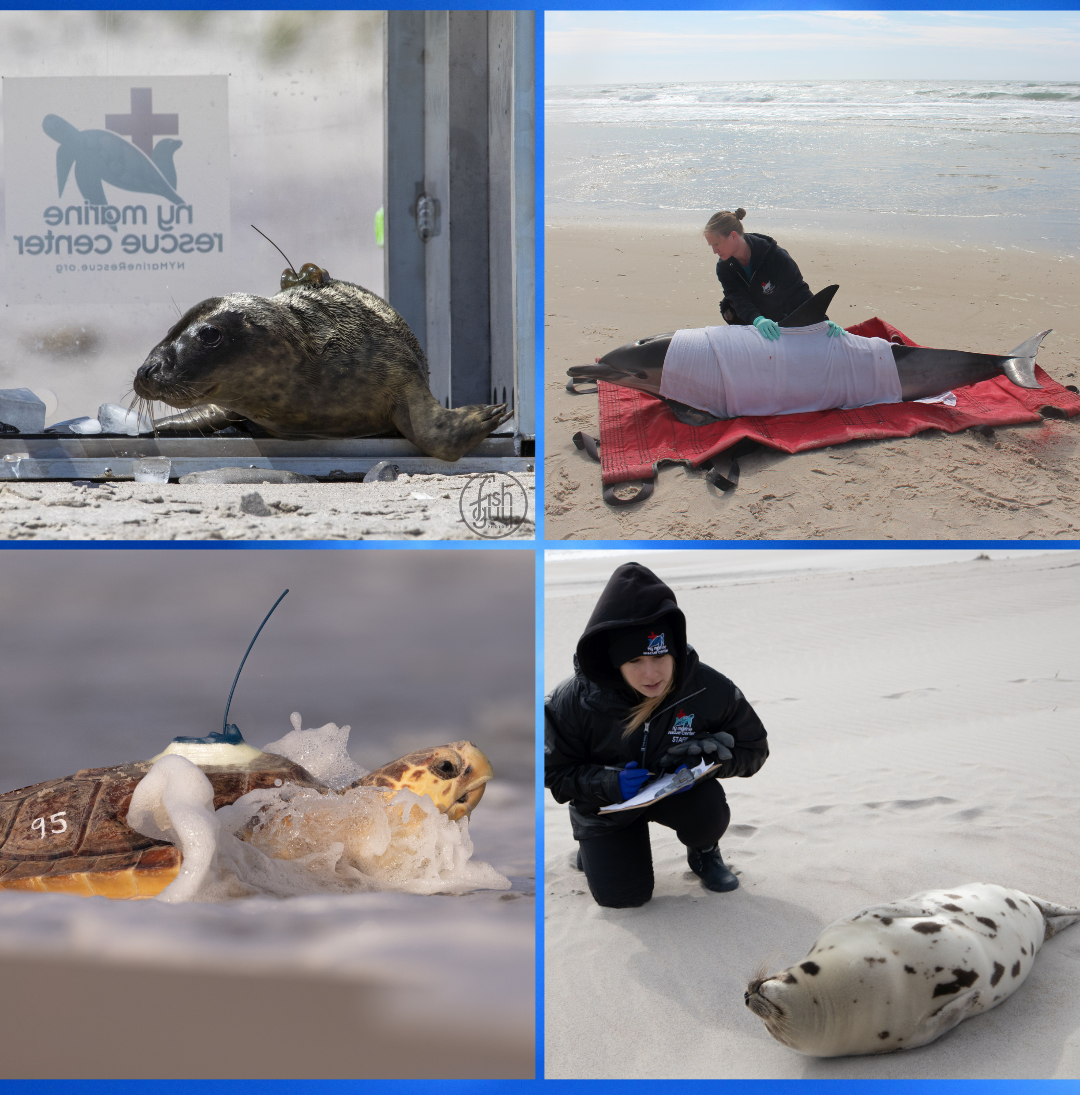 New York Marine Rescue marine mammals and sea turtle