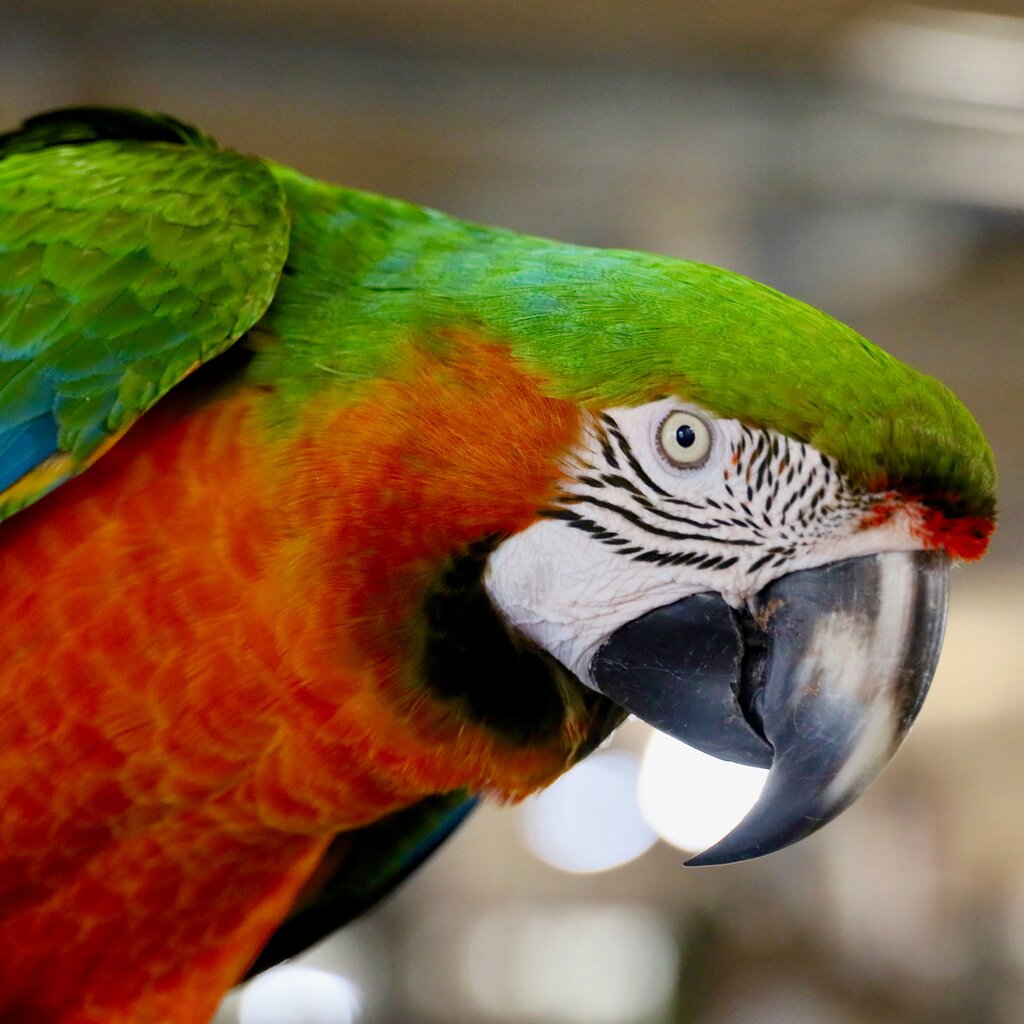 Foster Parrots Ltd. Resident