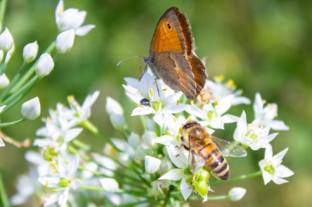 Pollinator Awareness